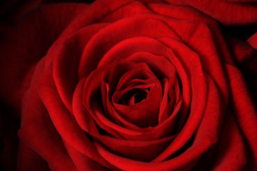 fotokurs rosenblüte steinfurth bad naumheim blumenfotografie