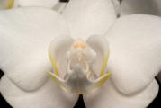 fotokurs frankfurt makrofotografie orchidee