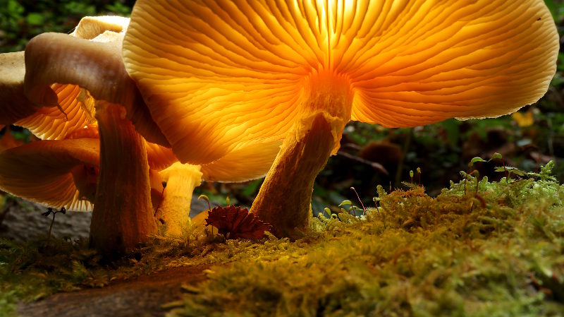 fotokurs pilze