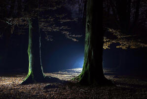fotokurs kassel gttingen naturfotografie licht gestaltung mrchenwald