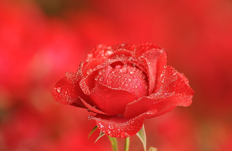 fotokurs rosen gartenfotografie
